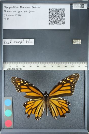 Media type: image;   Entomology 164962